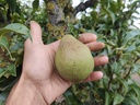 Pyrus communis 'Légipont' - Peer