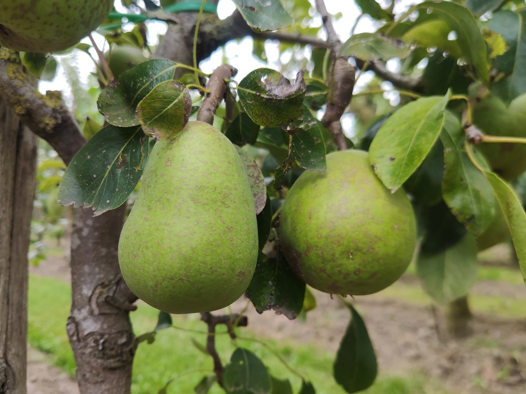 Pyrus communis 'Madame Grégoire' - Peer
