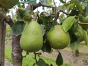 Pyrus communis 'Madame Grégoire' - Peer