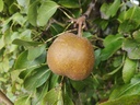 Pyrus communis 'Olivier de Serres' - Peer