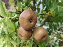 Pyrus communis 'Olivier de Serres' - Peer
