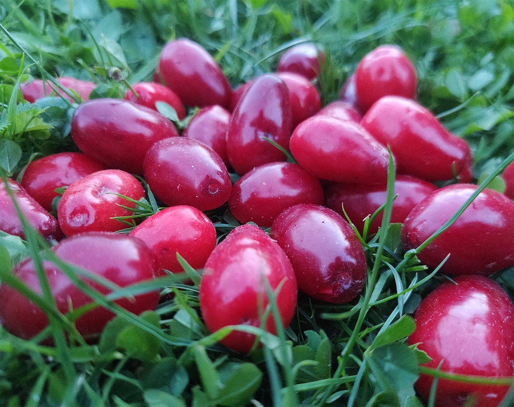 Cornus mas 'Kasanlak' - Gele kornoelje