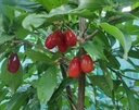 Cornus mas 'Kasanlak' - Gele kornoelje