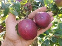 Malus domestica 'Colapuis' - Appel