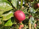 Malus domestica 'Colapuis' - Appel
