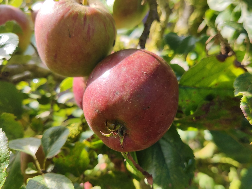 Malus domestica 'Colapuis' - Appel