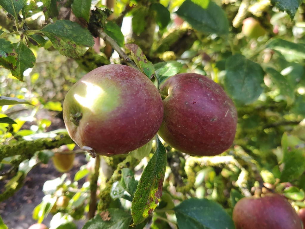 Malus domestica 'Colapuis' - Appel