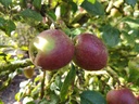 Malus domestica 'Colapuis' - Appel