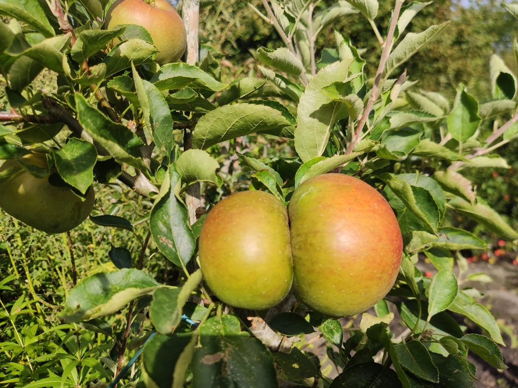 Malus domestica 'Court-Pendu Rosat' - Appel