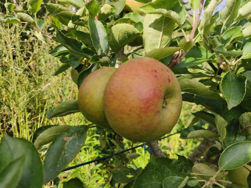 Malus domestica 'Court-Pendu Rosat' - Appel