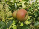 Malus domestica 'Court-Pendu Rosat' - Appel