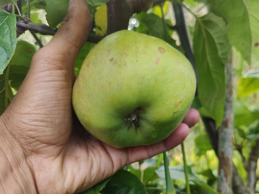 Malus domestica 'Essching' - Appel
