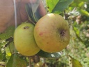 Malus domestica 'Jacques Lebel' - Appel