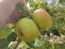 Malus domestica 'Jacques Lebel' - Appel