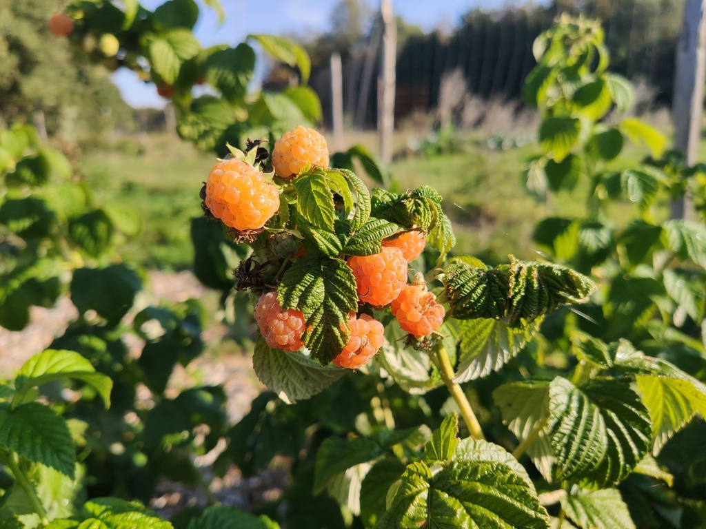 Rubus idaeus 'Fallgold' - gele herfstframboos