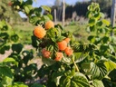 Rubus idaeus 'Fallgold' - gele herfstframboos