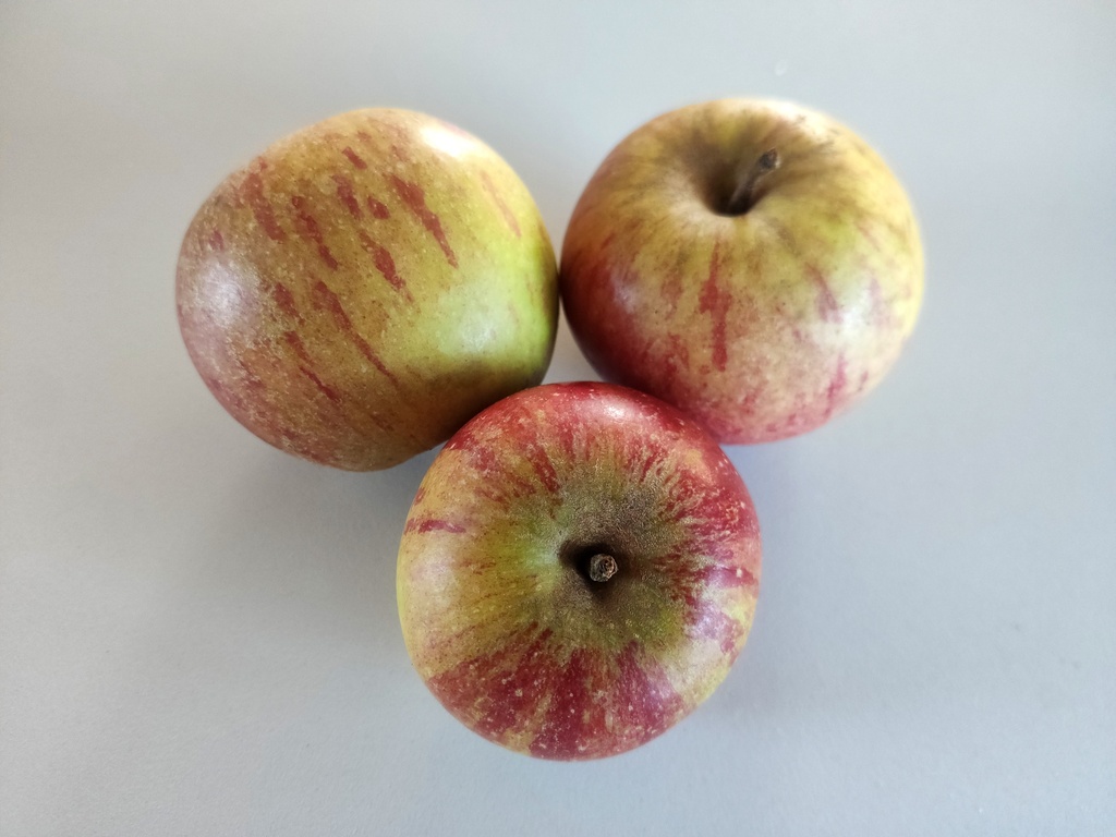 Malus domestica 'Cox's Orange Pippin' - Appel
