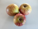 Malus domestica 'Cox's Orange Pippin' - Appel