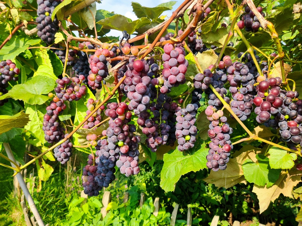 Vitis x labruscana 'Isabelle' - Druivelaar