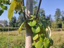 Vitis x labruscana 'Isabelle' - Druivelaar