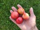 Prunus cerasifera x salicina  'Skoroplodnaja' - Pruim