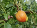 Prunus cerasifera x salicina  'Skoroplodnaja' - Pruim