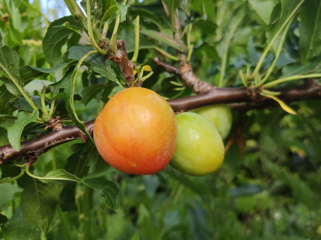Prunus cerasifera x salicina  'Skoroplodnaja' - Pruim