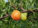 Prunus cerasifera x salicina  'Skoroplodnaja' - Pruim