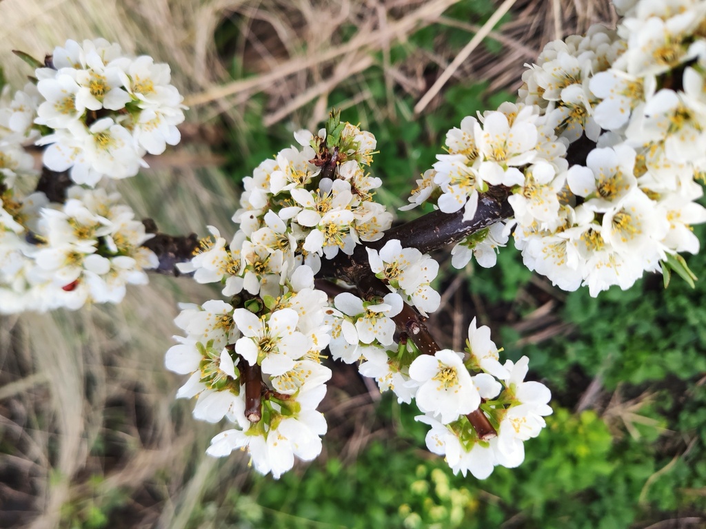 Prunus cerasifera x salicina  'Skoroplodnaja' - Pruim