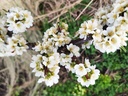 Prunus cerasifera x salicina  'Skoroplodnaja' - Pruim