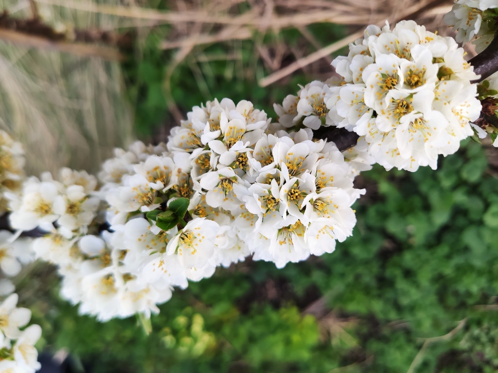 Prunus cerasifera x salicina  'Skoroplodnaja' - Pruim