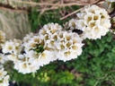 Prunus cerasifera x salicina  'Skoroplodnaja' - Pruim