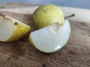 Pyrus pyrifolia 'Nijisseiki' - Nashi