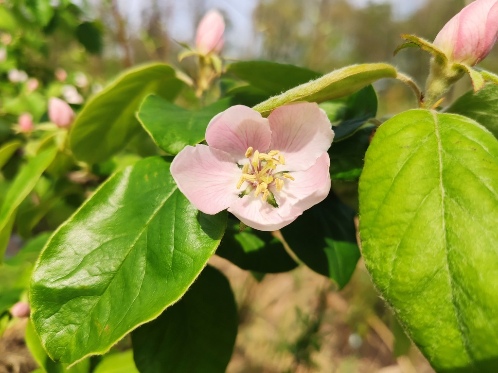 Cydonia oblonga 'Ludovic' - Kweepeer