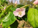 Cydonia oblonga 'Ludovic' - Kweepeer