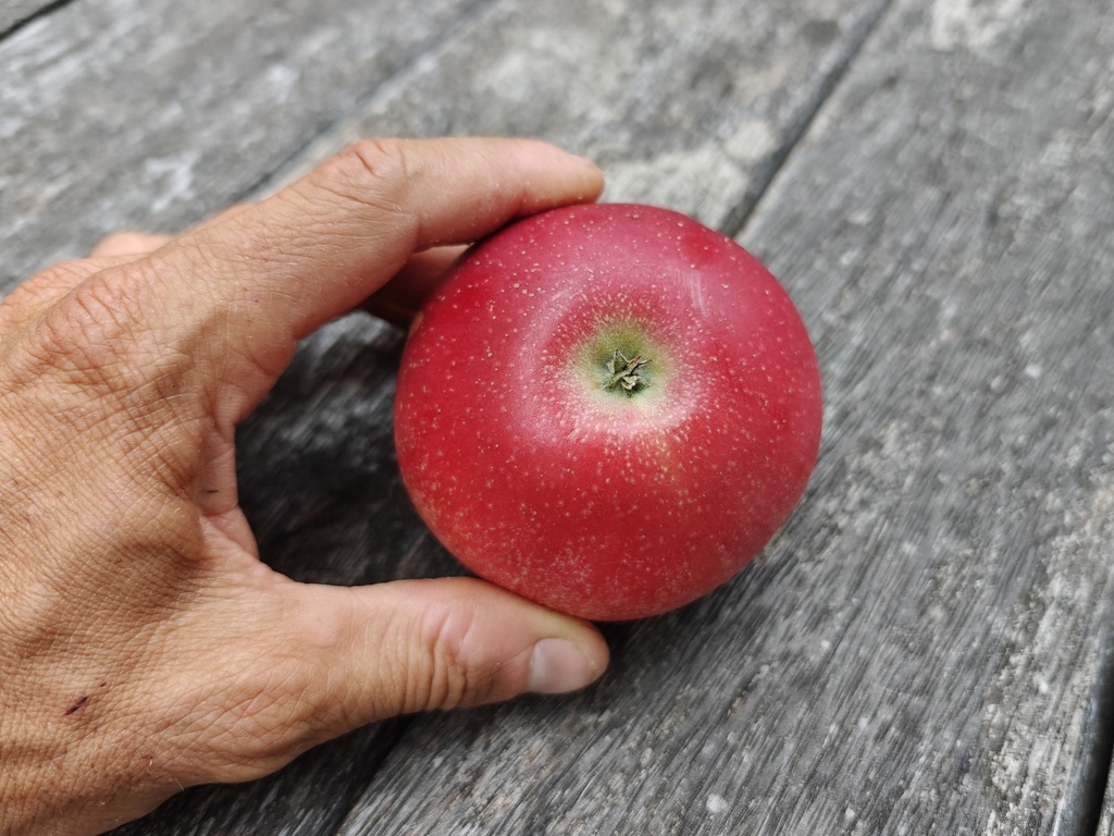Malus domestica 'Red Devil' - Appel