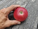 Malus domestica 'Red Devil' - Appel