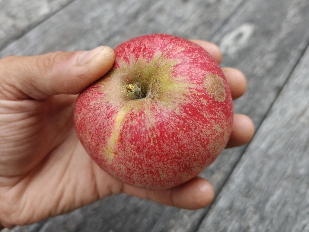 Malus domestica 'Red Devil' - Appel
