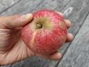 Malus domestica 'Red Devil' - Appel