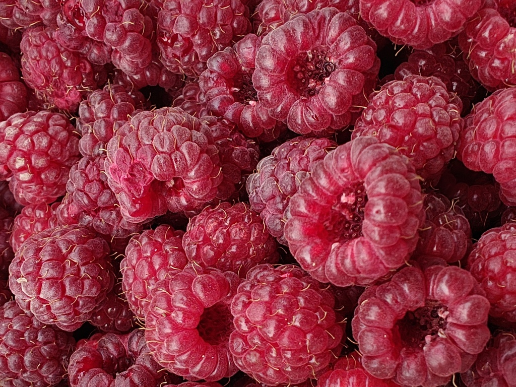 Rubus idaeus 'Autumn Bliss' - Rode herfstframboos