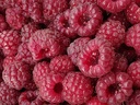 Rubus idaeus 'Autumn Bliss' - Rode herfstframboos