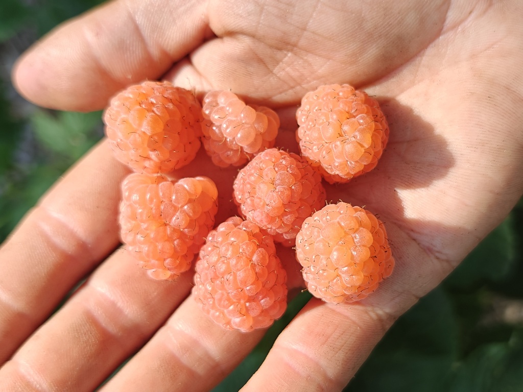 Rubus idaeus 'Marosa' - Oranje herfstframboos