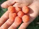Rubus idaeus 'Marosa' - Oranje herfstframboos