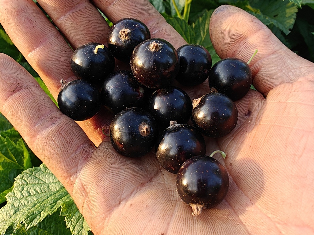 Ribes nigrum 'Titania' - Zwarte trosbes