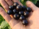 Ribes nigrum 'Titania' - Zwarte trosbes