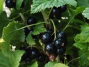 Ribes nigrum 'Titania' - Zwarte trosbes