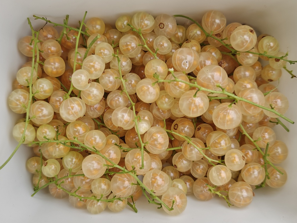 Ribes rubrum 'Zitavia' - Witte trosbes