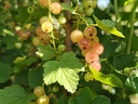 Ribes rubrum 'Gloire des Sablons' - Roze trosbes