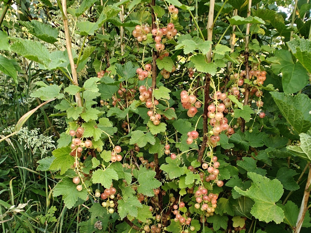 Ribes rubrum 'Gloire des Sablons' - Roze trosbes