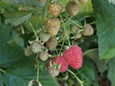 Rubus idaeus 'Malling Promise' - Rode zomerframboos